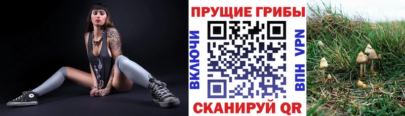 Купить  Юрга  Галлюциногенные грибы Psilocybine cubensis 